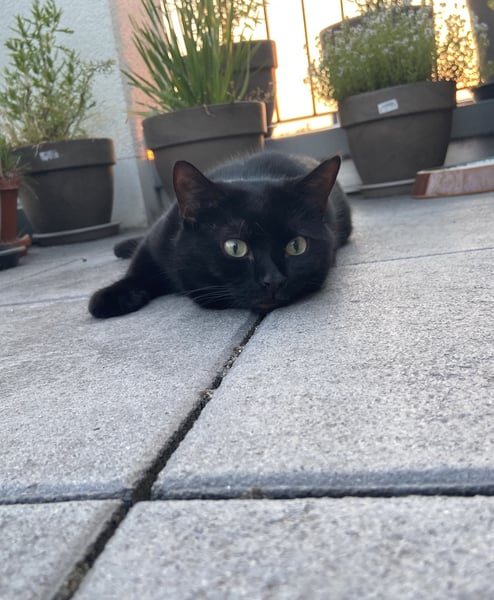 Lucky black cat appreciation thread