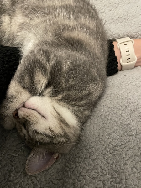 Help!  I'm trapped under a cat