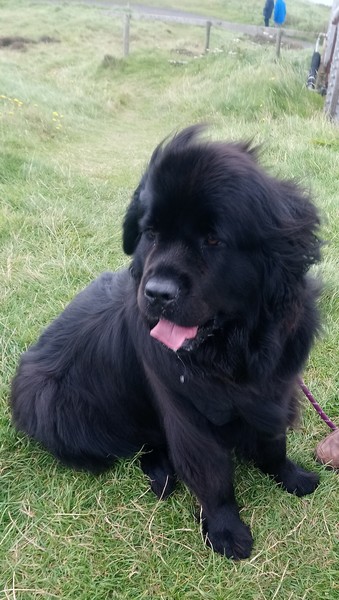 Happy black dog day!