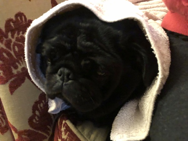 Happy black dog day!