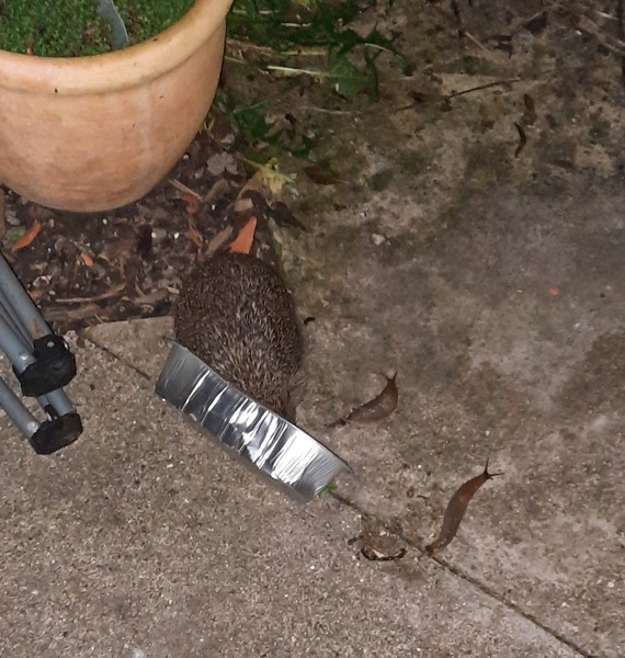 How do you catch a hedgehog?