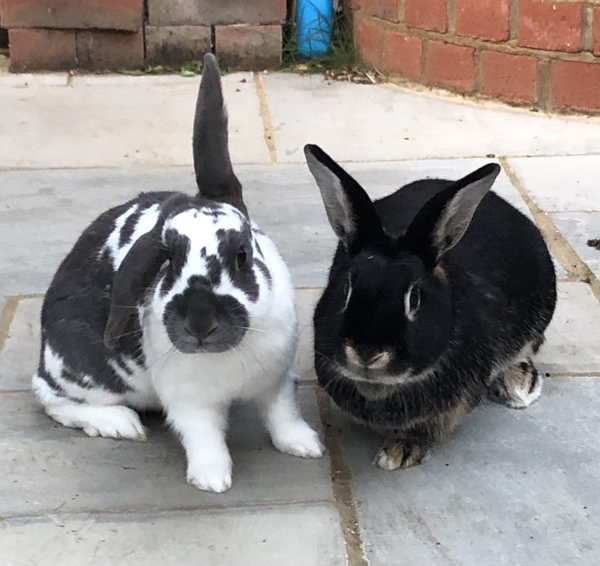 Inspired by the dog thread would anyone like to talk rabbits?