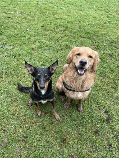 2nd dog?