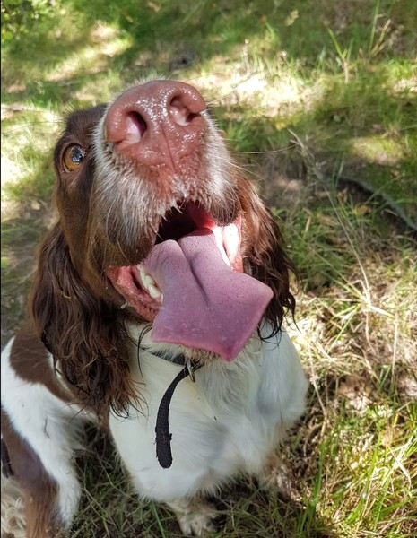 Who fancies a lovely thread filled with dogs?
