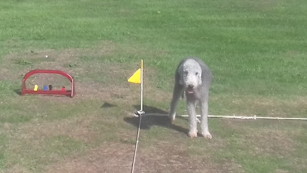 Is this normal during puppy search??