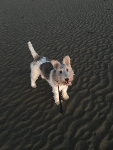 Who fancies a lovely thread filled with dogs?