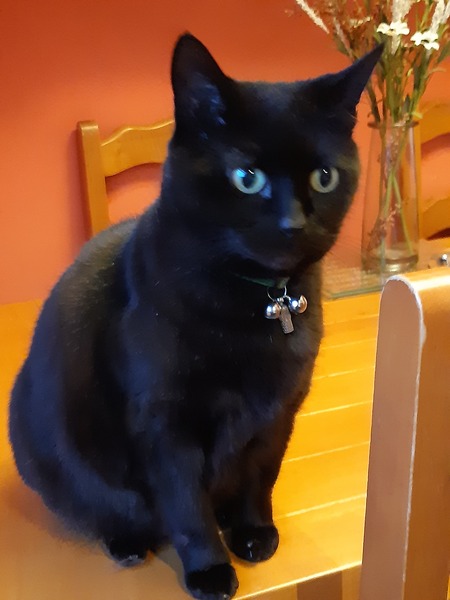 Show me your black cats!