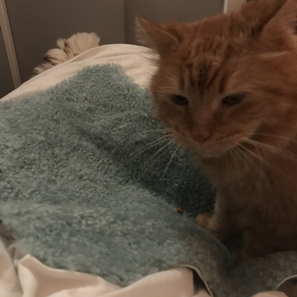 Chez Ollie - "Give me your tired, your paw, your purring masses..." - All welcome