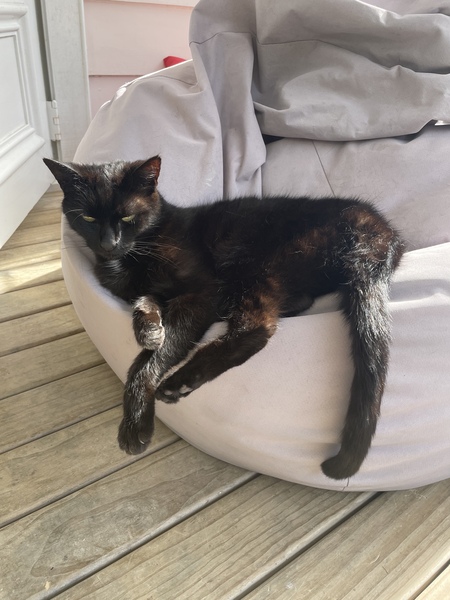 Show me your black cats!