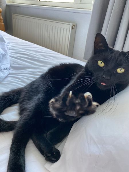 Show me your black cats!