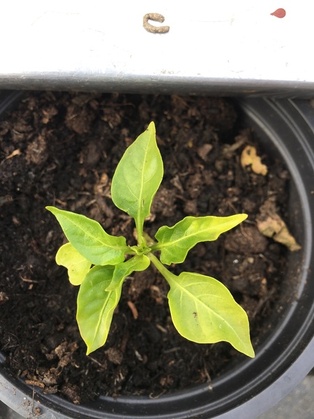Plant ID