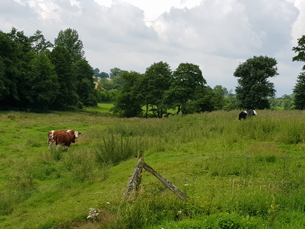 Brexit Megathread - Part 2 because it's not over by a long shot