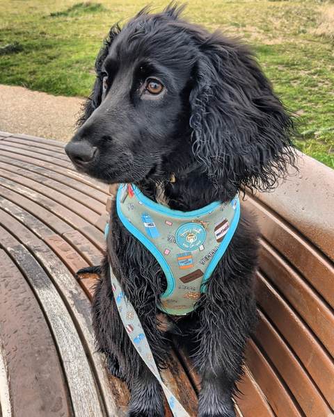 Puppy survival thread. Oct/Nov fireworks!