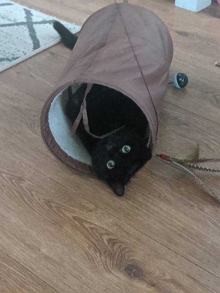 Show me your black cats!