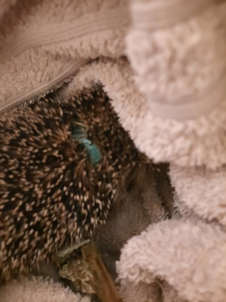 How do you catch a hedgehog?