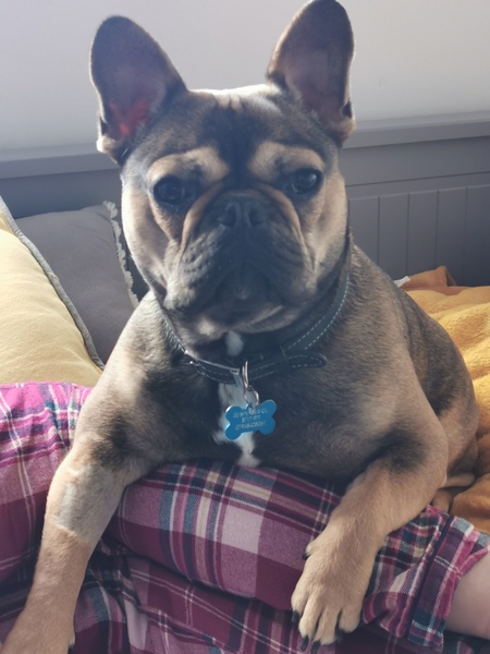Who fancies a lovely thread filled with dogs?