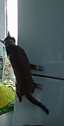 Cat going in my fridge