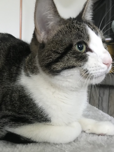 If your cat brought up yellow bile, how did it end?