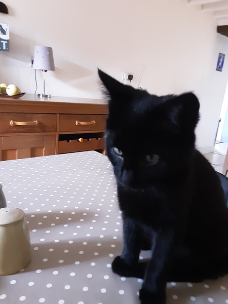 Stray Little Black Cat