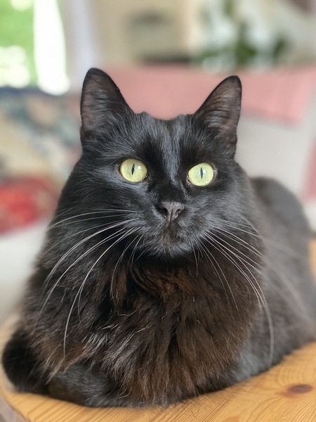 Show me your black cats!