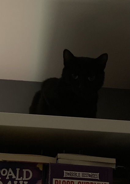 What have you done to annoy your cat today?