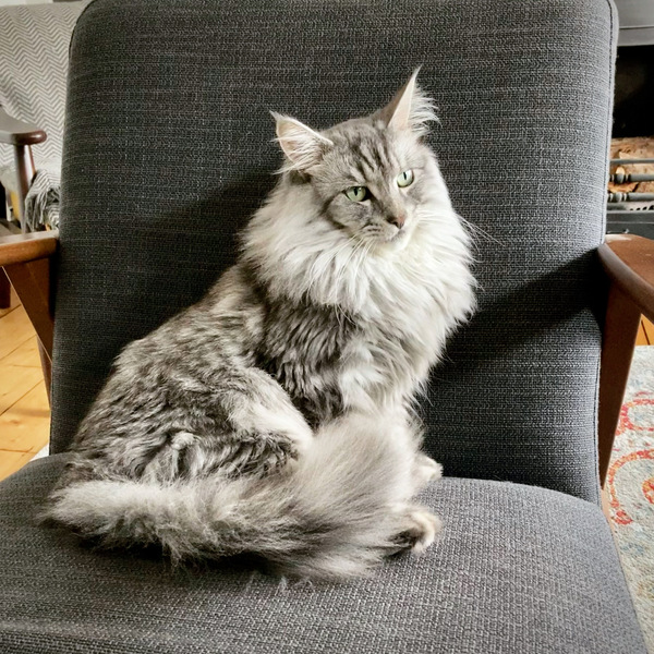 What have you done to annoy your cat today?