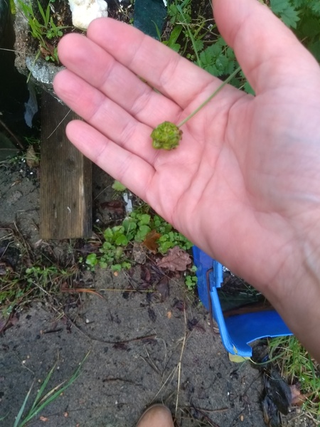 Please help ID this plant