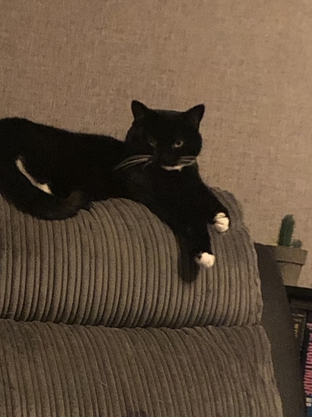 What's your DCat up to today? (Thread 9)