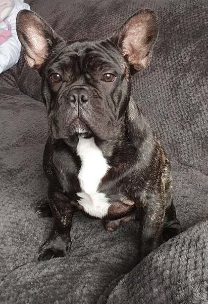 Who fancies a lovely thread filled with dogs?