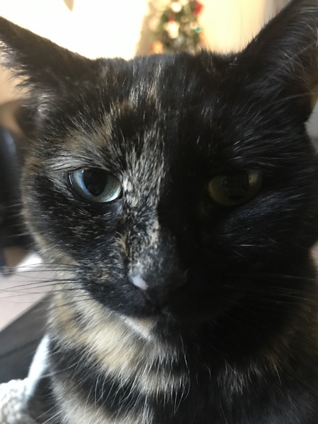 Ive just spent £950 on the vets, come give me practical advice on confining my cat and giving it meds while I recover from the heart failure