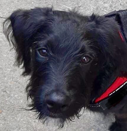 Happy black dog day!