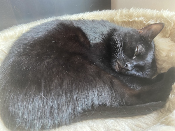 Lucky black cat appreciation thread