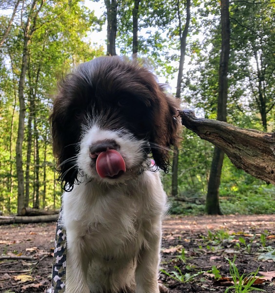 Puppy survival thread. Cold nights in the garden ... yeah...no