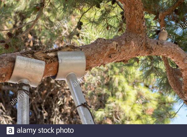 AIBU to not do anything about this tree?