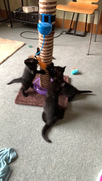 Show me your black cats!