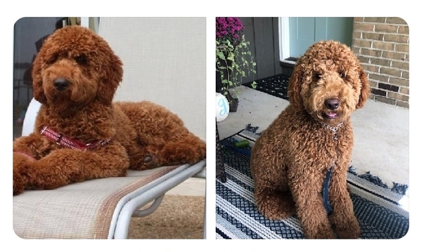 Is this normal during puppy search??