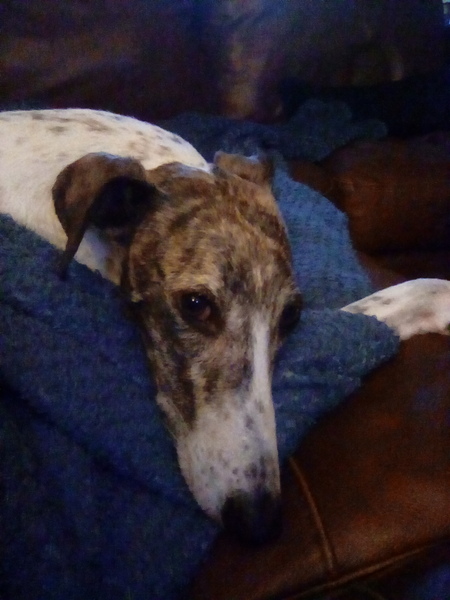 Are there really lots of lockdown puppies for rehoming?