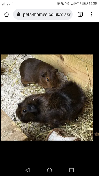 Names for new guinea pigs