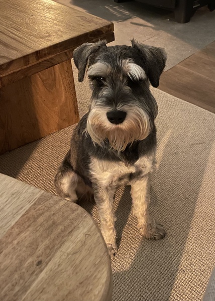 Who fancies a lovely thread filled with dogs?