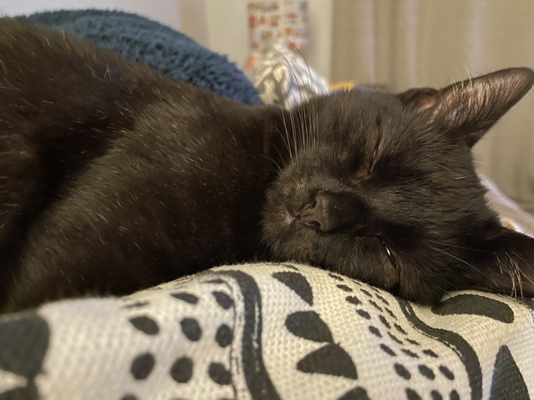 Cat wormer and flea treatment
