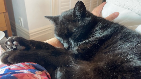 Help!  I'm trapped under a cat