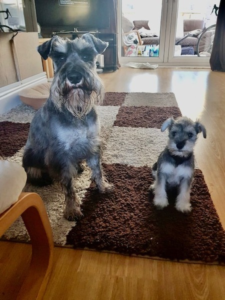 Who fancies a lovely thread filled with dogs?