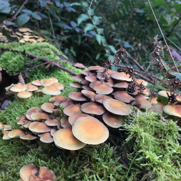 Any Witches Here? Part 15