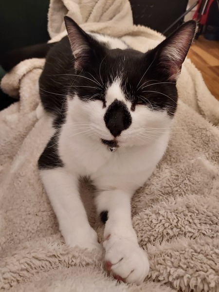 Help!  I'm trapped under a cat