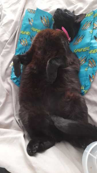 The cat is broken...