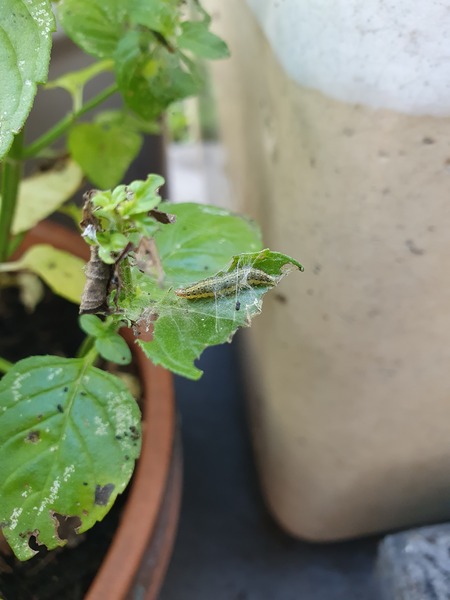 Mint Destruction 2: what caterpillars are these??