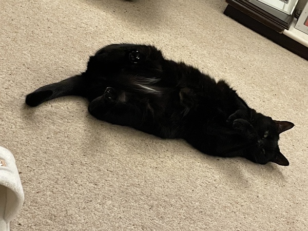 Lucky black cat appreciation thread
