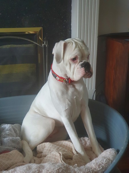 Who fancies a lovely thread filled with dogs?