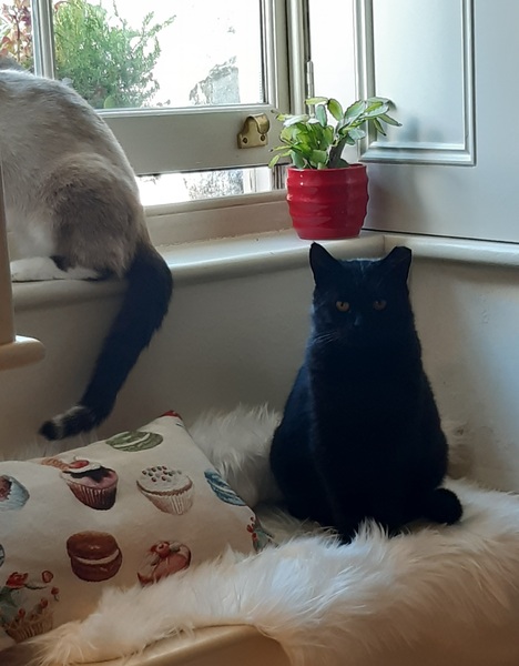 Lucky black cat appreciation thread