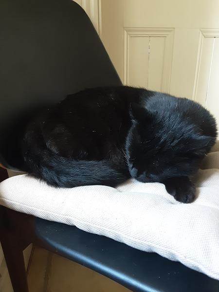 Lucky black cat appreciation thread